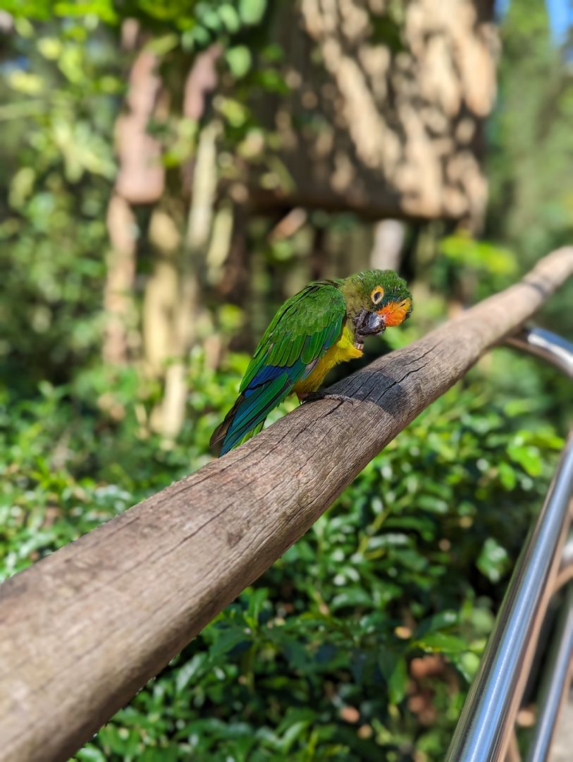 Parque das Aves