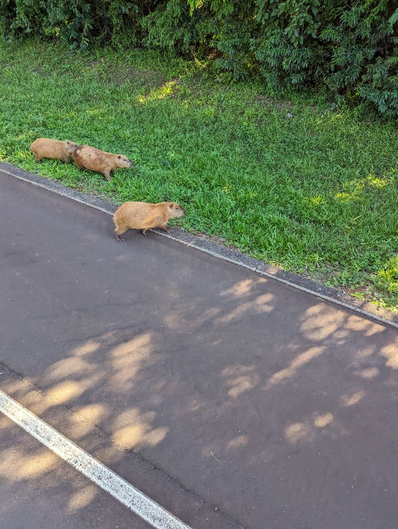 Fauna v přilehlé oblasti Itaipu - kapybary