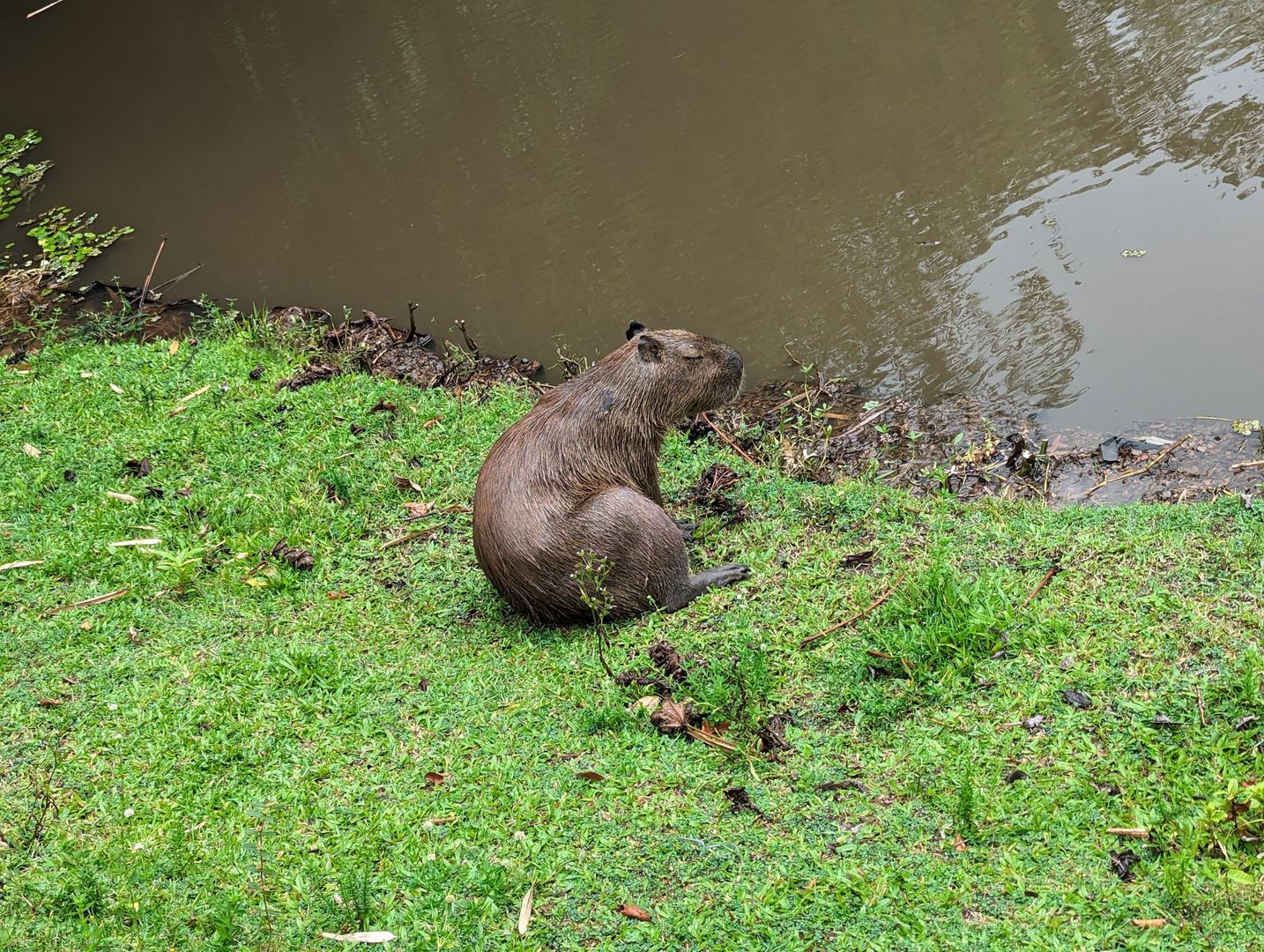 KAPYBARA!!!